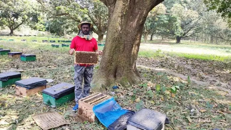 মধু সম্পর্কে গুরুত্বপূর্ণ কথা